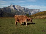 
			Vaca con el Pico Tiatordos al fondo
		