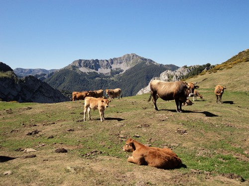 Vacas con el Pico Maciédome